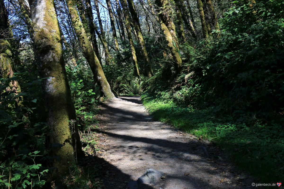 Fern Canyon