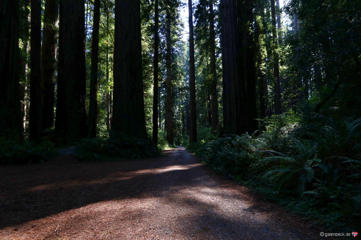 Redwood National Park