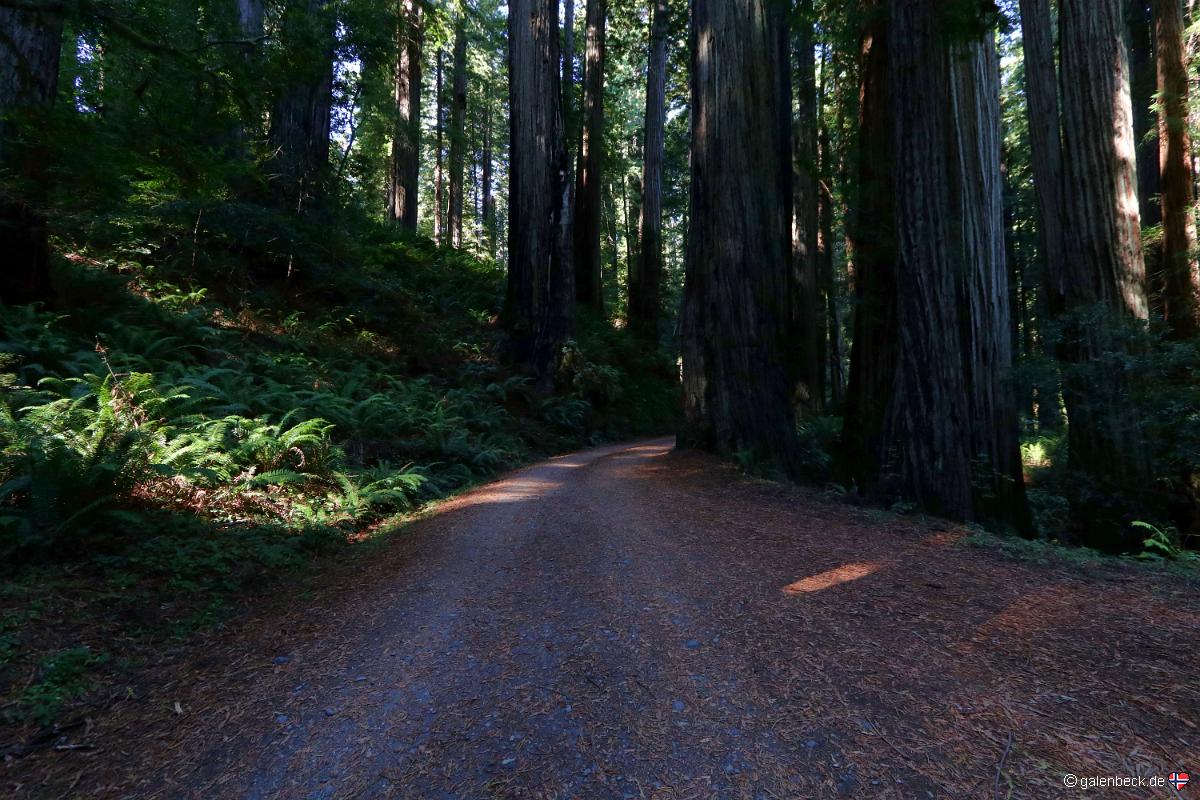 Redwood National Park