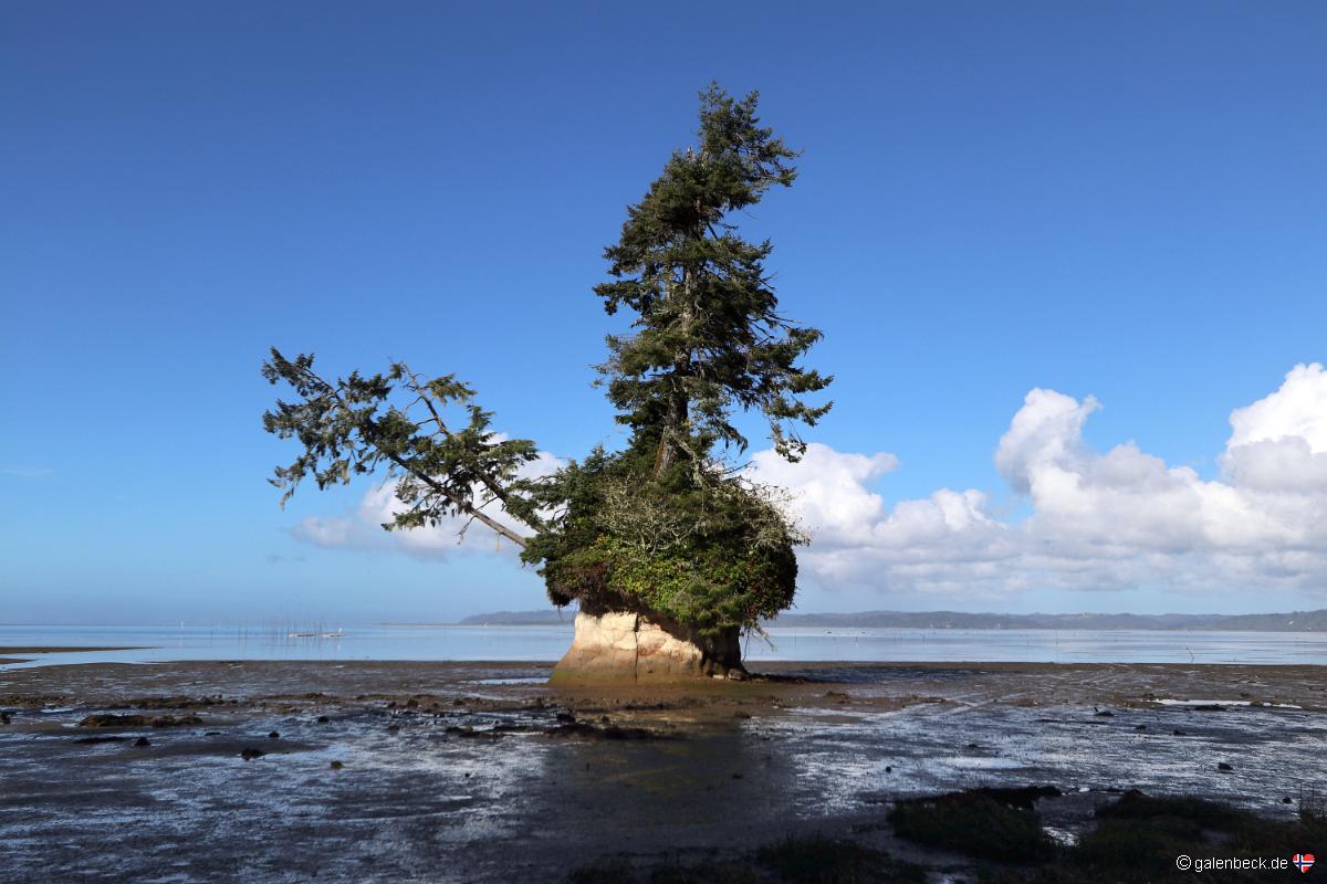 Conifer Island