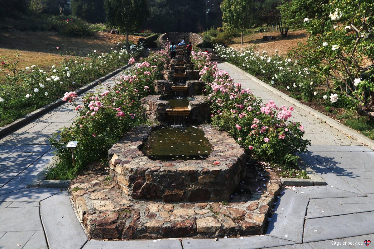 Morcom Rose Garden