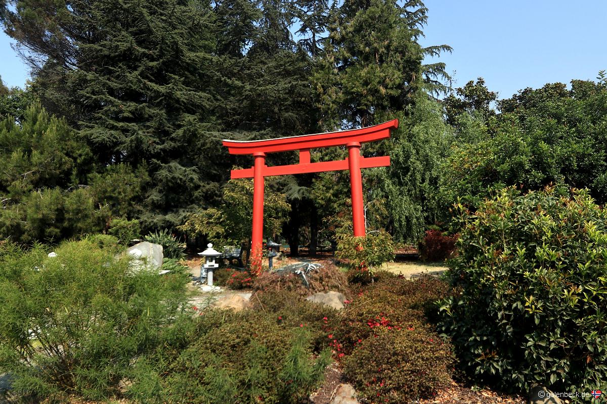 Golden State Bonsai Collection