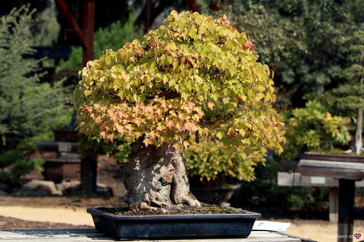 Golden State Bonsai Collection