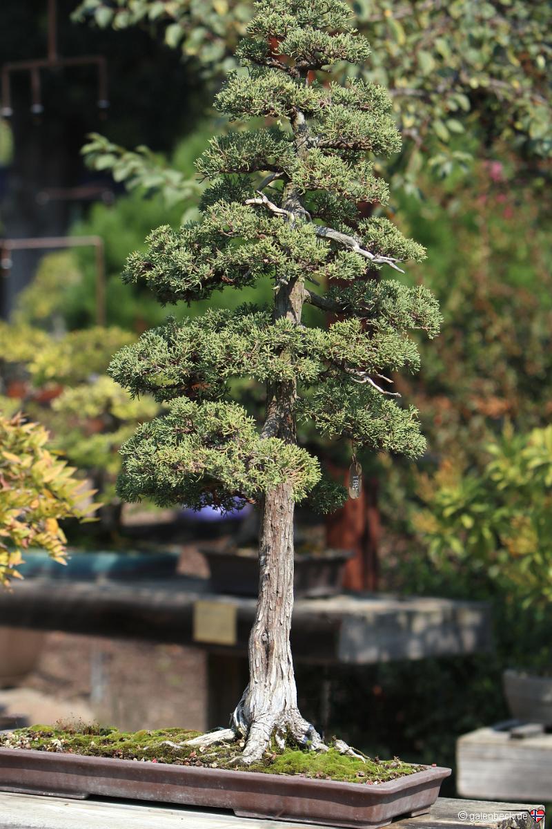 Golden State Bonsai Collection