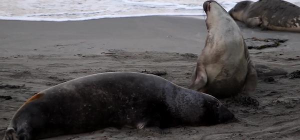 Piedras Blancas Elephant Seal Rookery