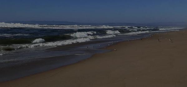 Guadelupe-Nipomo Dunes Preserve