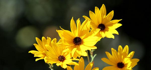 Amador Flower Farm
