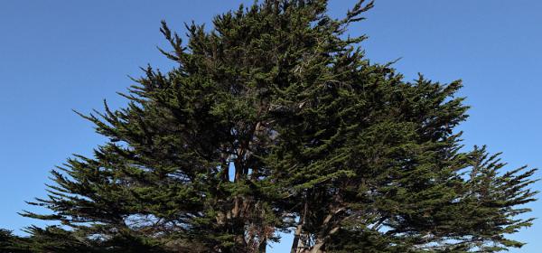 Point Cabrillo Light Station