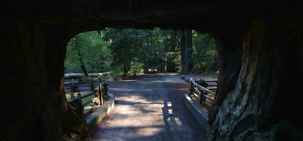 Drive-Thru Tree Park