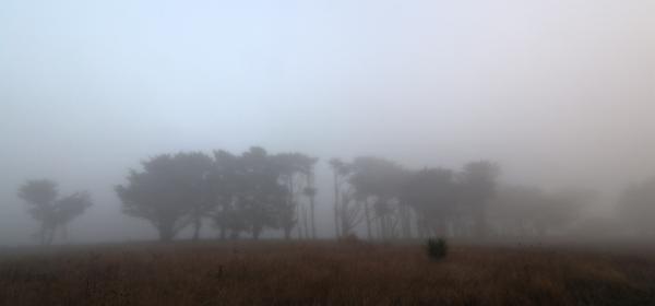 Coast Fog