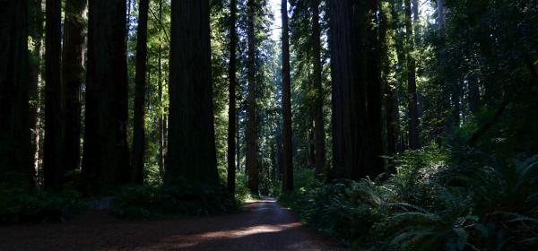 Redwood National Park