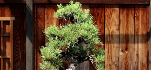 Golden State Bonsai Collection