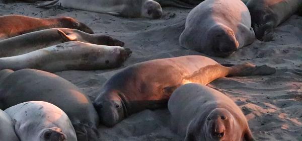 Piedras Blancas Elephant Seal Rookery Sunset