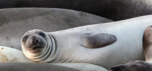 Piedras Blancas Elephant Seal Rookery Sunrise
