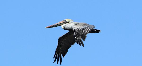 Guadelupe-Nipomo Dunes Preserve