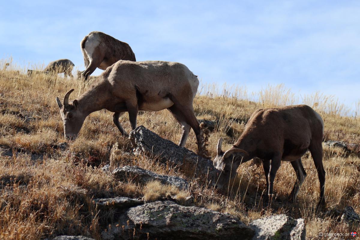 Mount Evans Scenic Byway