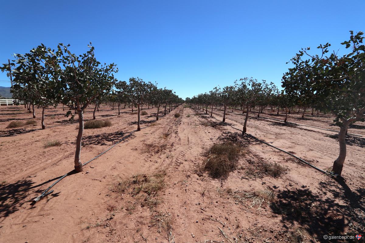 McGinns Pistachio Tree Ranch