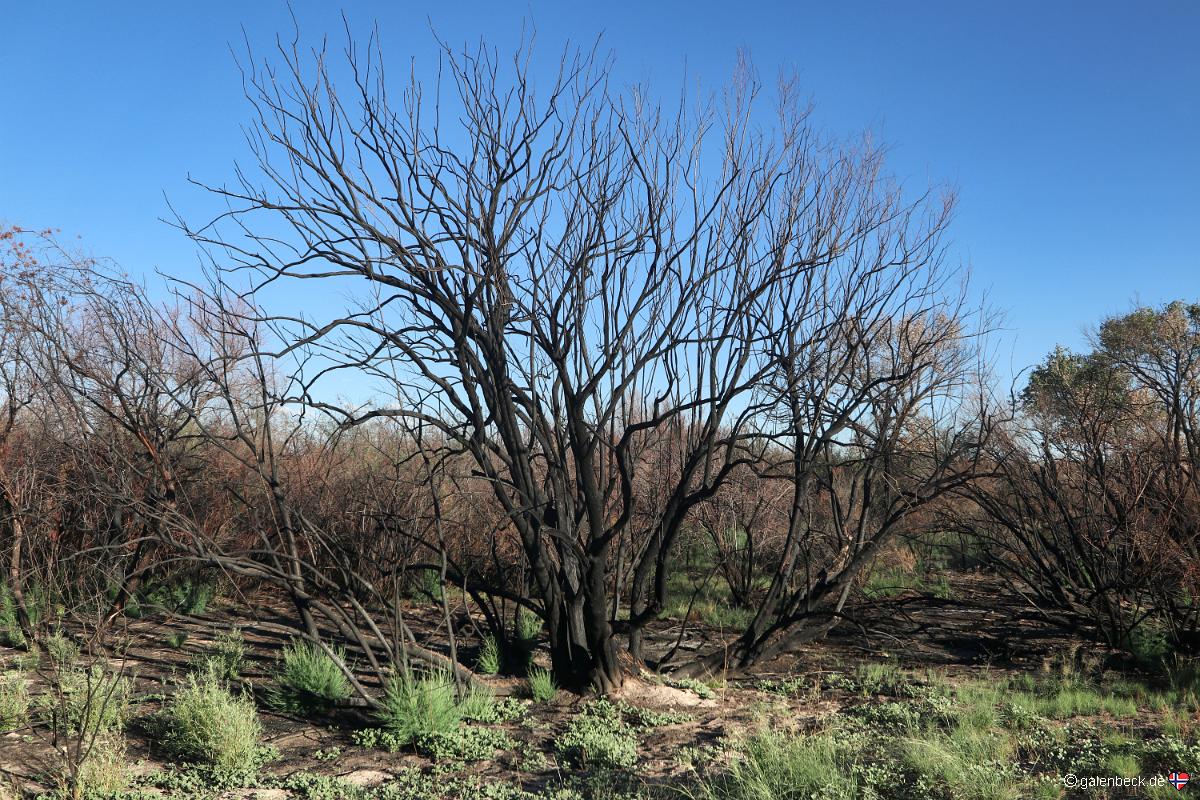 Bosque del Apache National Wildlife Refuge