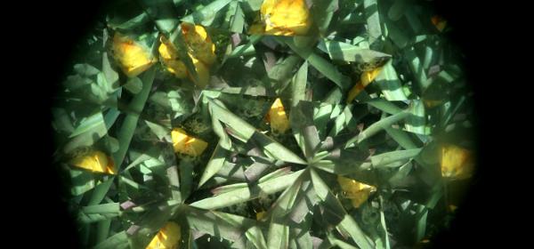 Amarillo Botanical Gardens