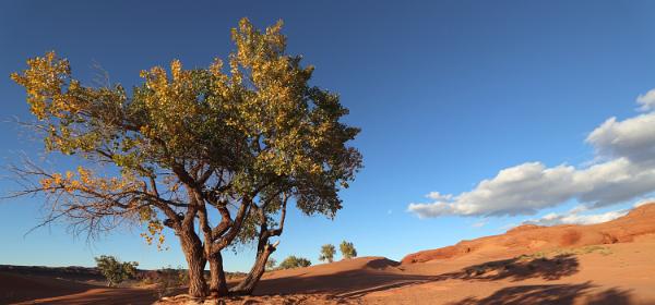 White Wash Sand Dunes