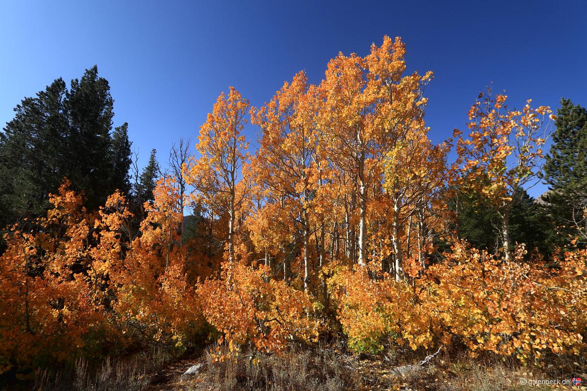 Virginia Lake