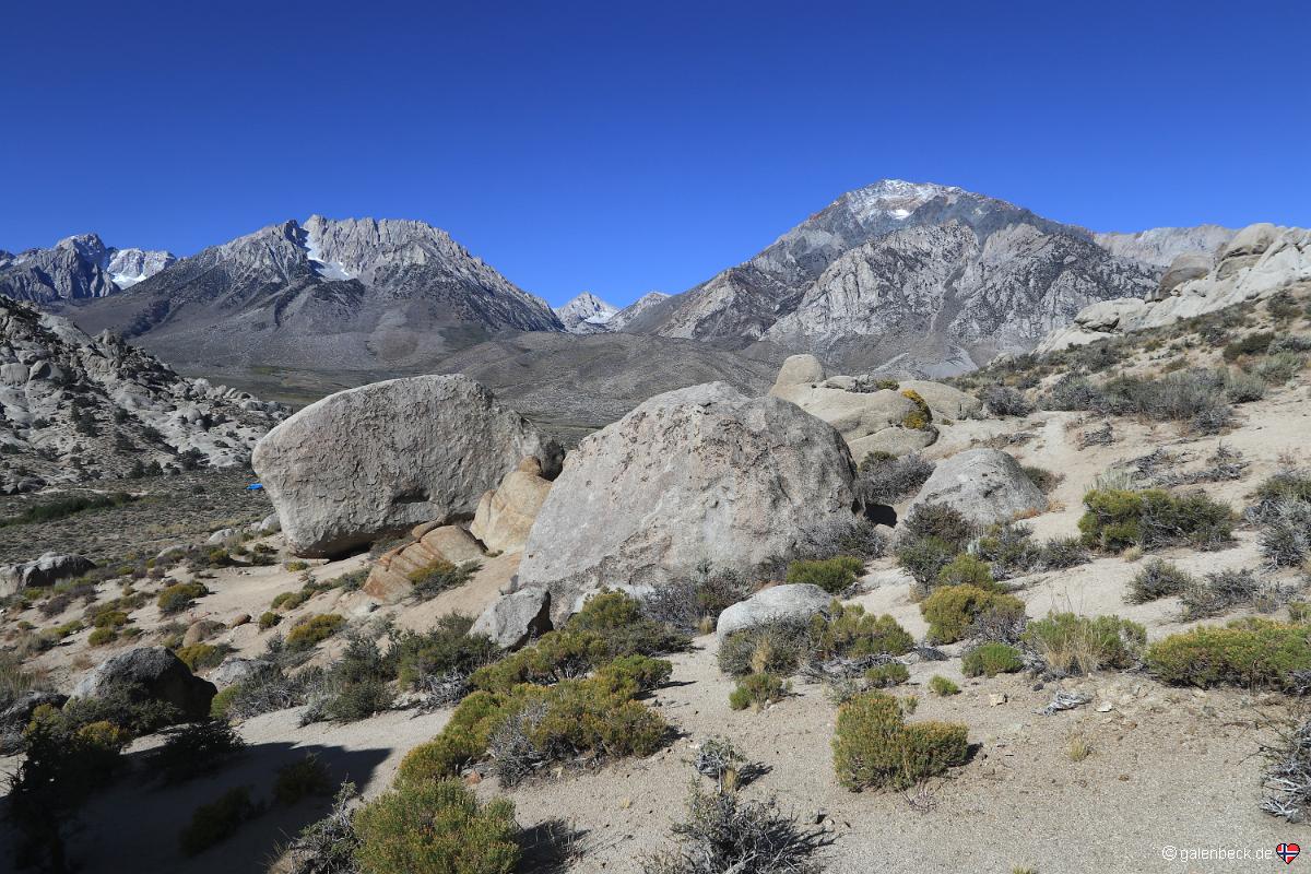 Buttermilks