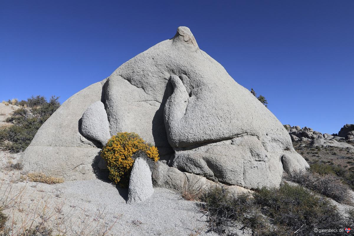 Buttermilks