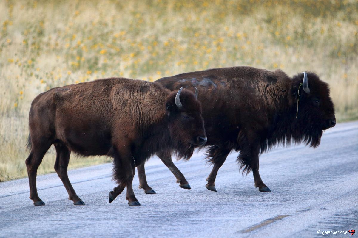 Antelope Island State Park