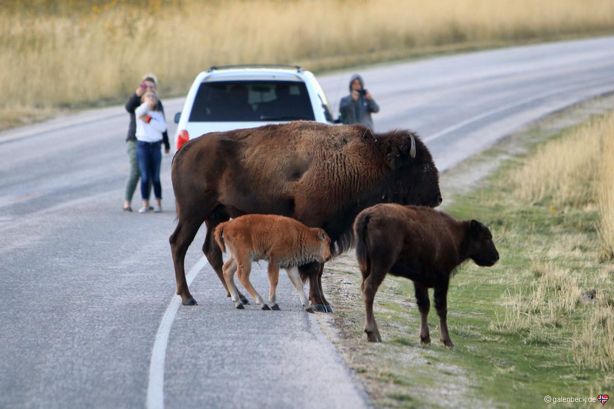 Antelope Island State Park