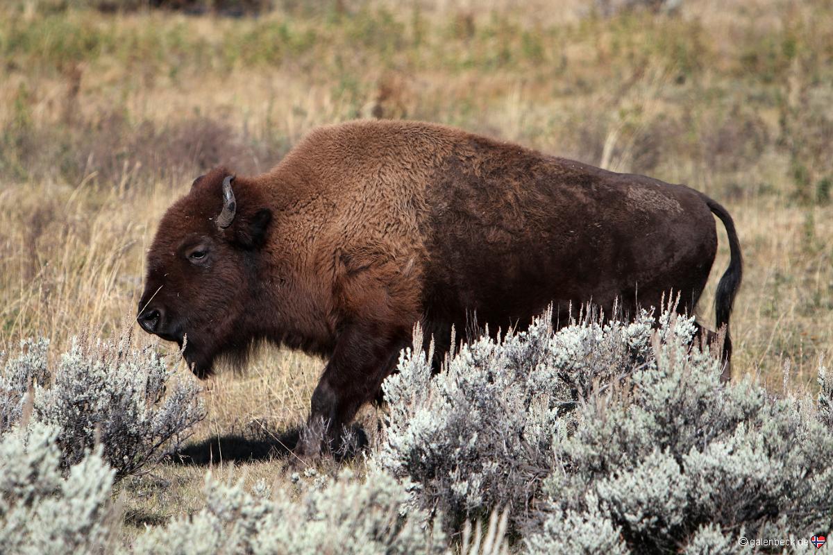 Yellowstone National Park