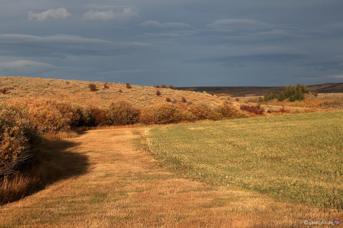Bone Road