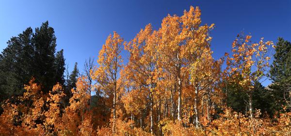 Virginia Lake