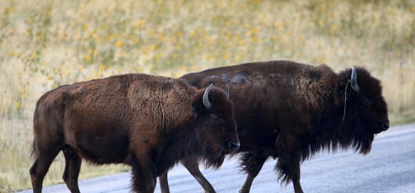 Antelope Island State Park