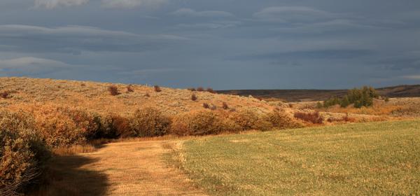 Bone Road