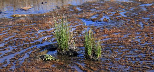 Bog Hot Spring