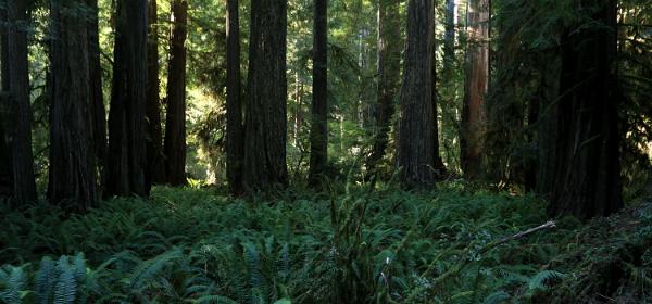 Jedediah Smith Redwoods State Park