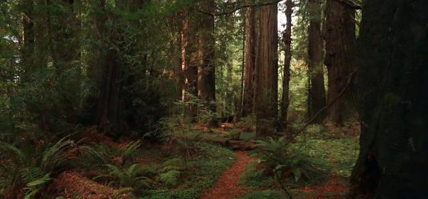 Avenue of the Giants