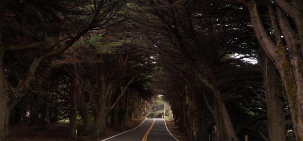 Tree covered Road