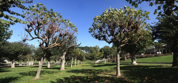 Golden Gate Park