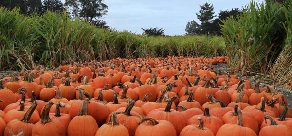 Aratas Pumpkin Farm