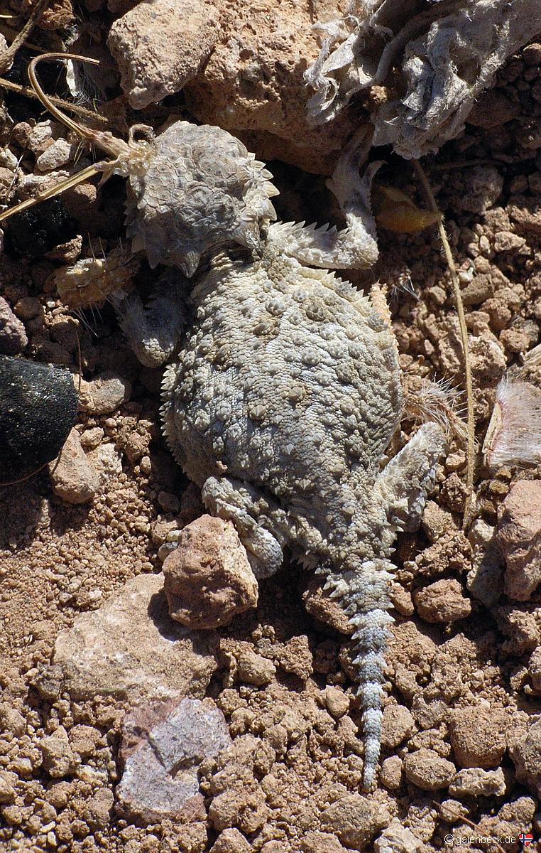 Horned Lizard