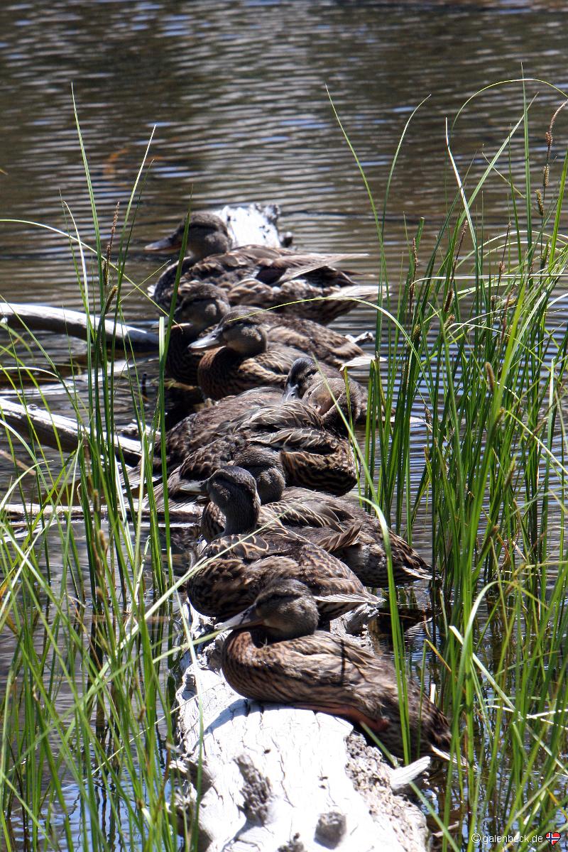 Siesta Lake