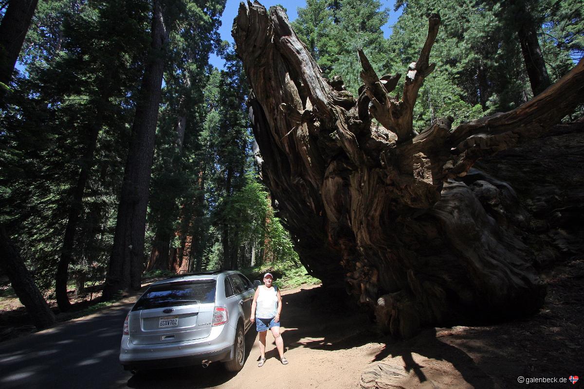 Buttress Tree