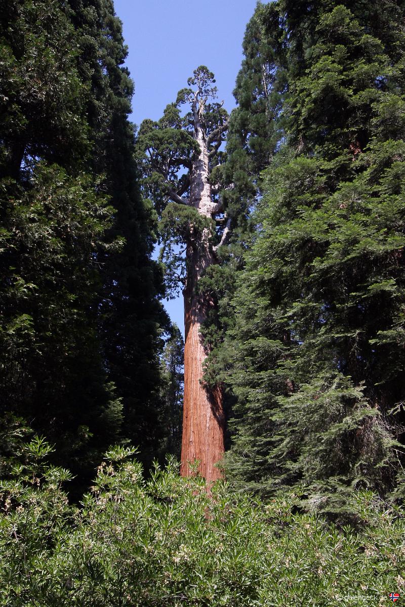General Grant Tree