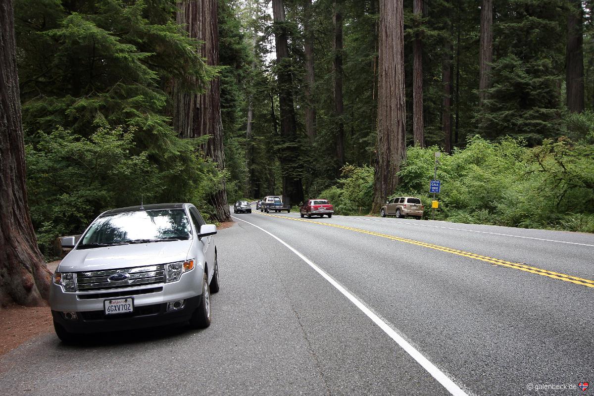 Jedediah Smith Redwood State Park