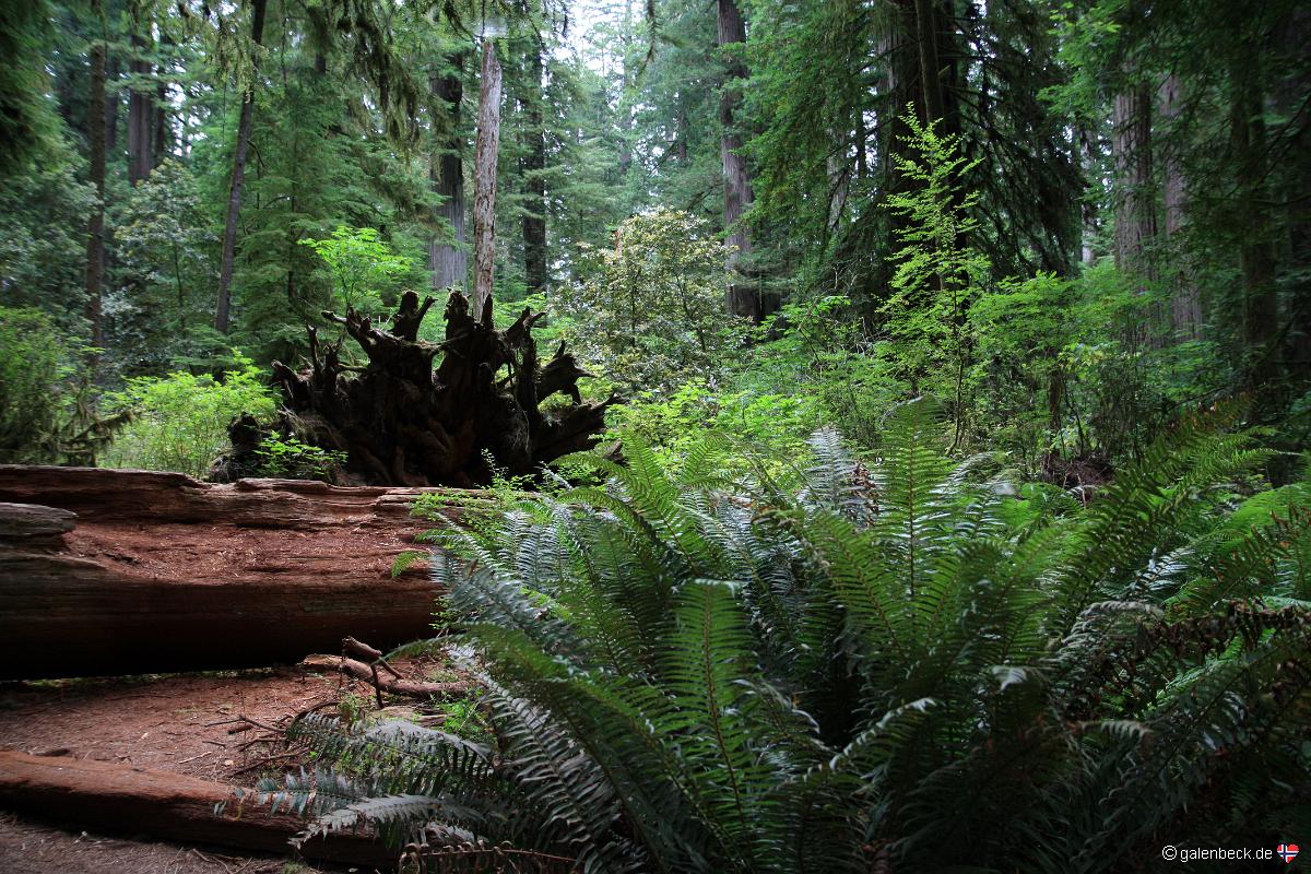 Jedediah Smith Redwood State Park