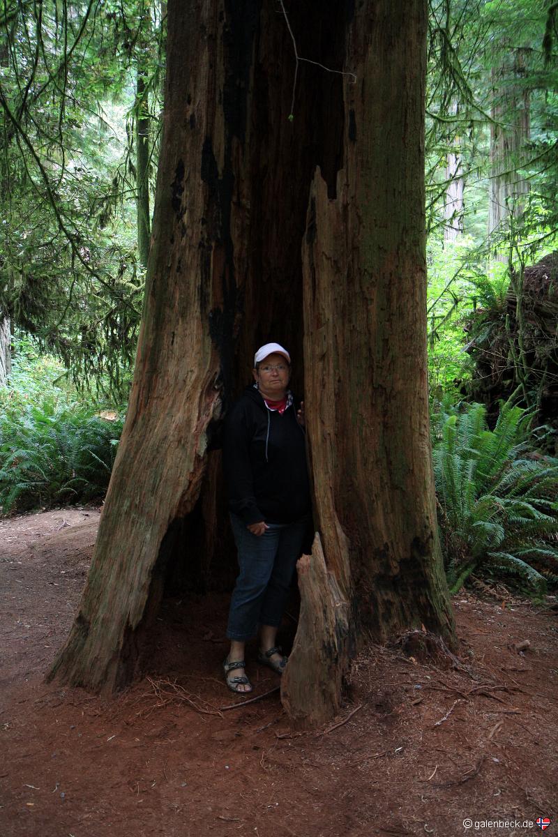 Jedediah Smith State Park