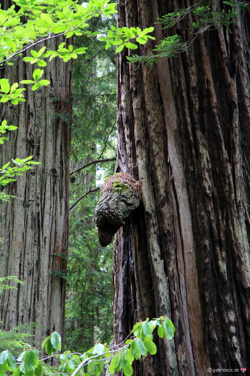 Prairie Creek Redwood State Park