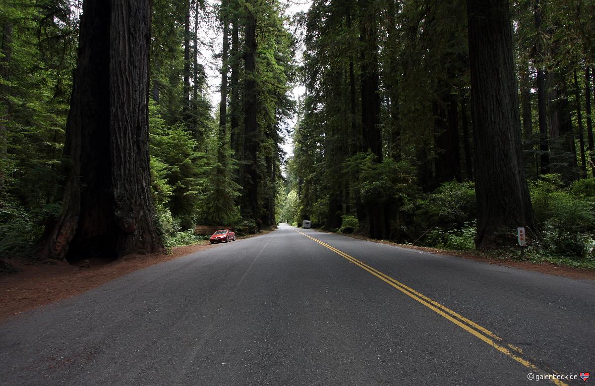Prairie Creek Redwood State Park