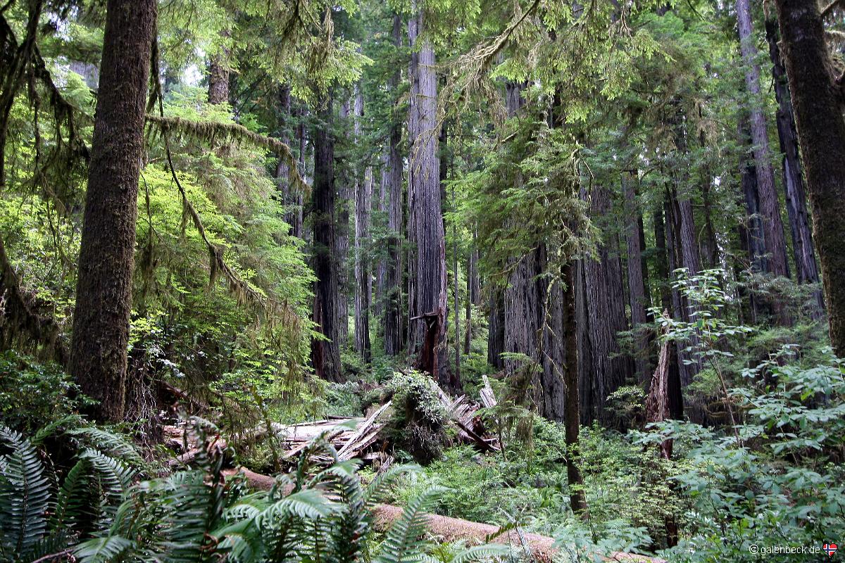 Prairie Creek Redwood State Park